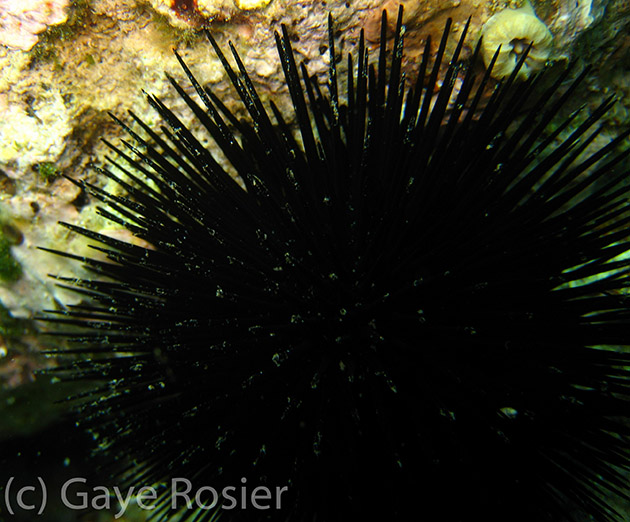 Black sea urchin, Arbacia lixulaRS