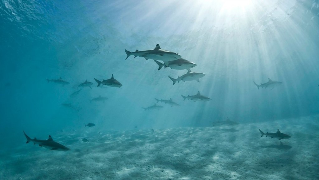 black-tipped-reef-sharks-group-963__1072x0_q85_upscale
