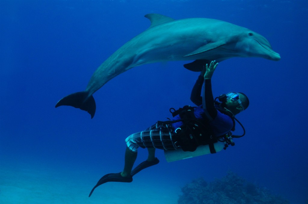 dolphin-dive-roatan