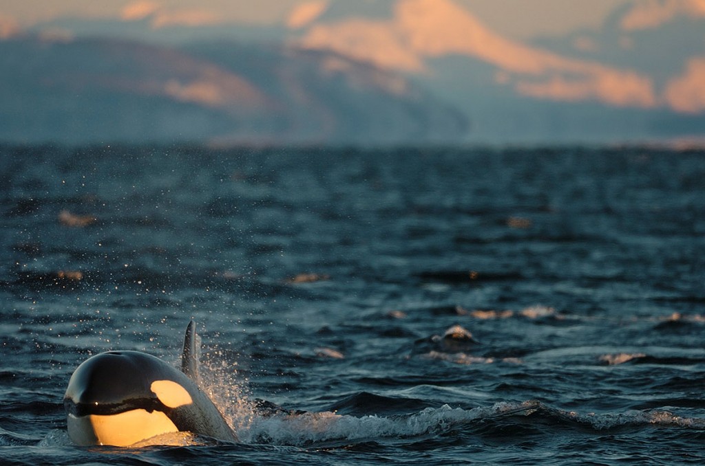 Snorkel With Orcas and Humpback Whales In Norway With Waterproof Expeditions