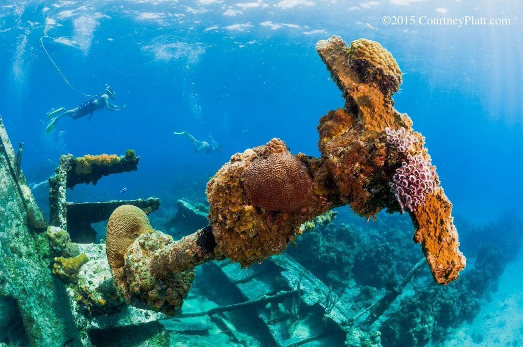 Corals growing on the historic Wreck of the Balboa in George Town harbour.