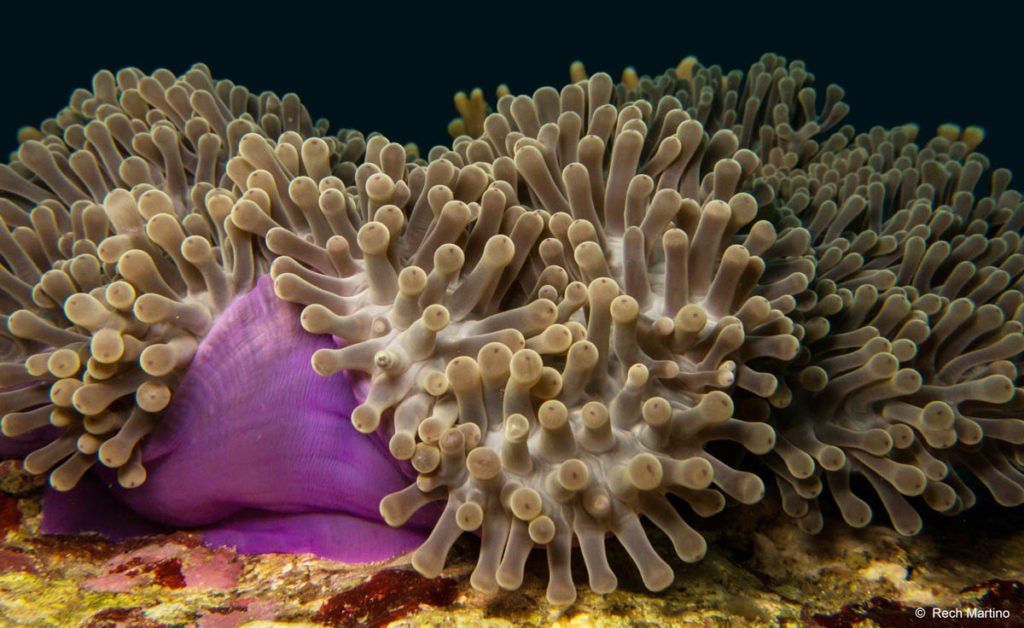 anemone in the dark - similan