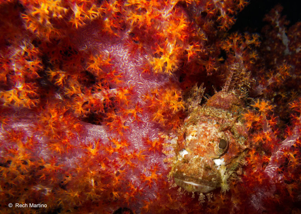 bearded scorpionfish - hin daeng