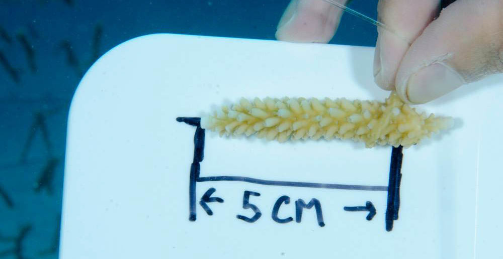 This photo shows how the coral fragment has grown from the baseline measurement that was used to set up the coral trees. Photo courtesy Lois Hatcher, Ocean Frontiers.