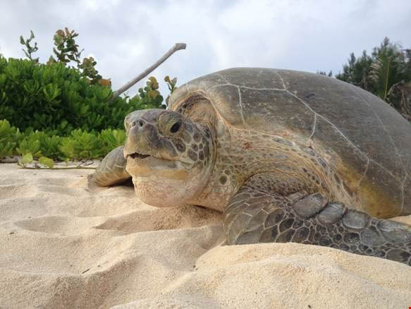 sea-turtles-cayman-islands