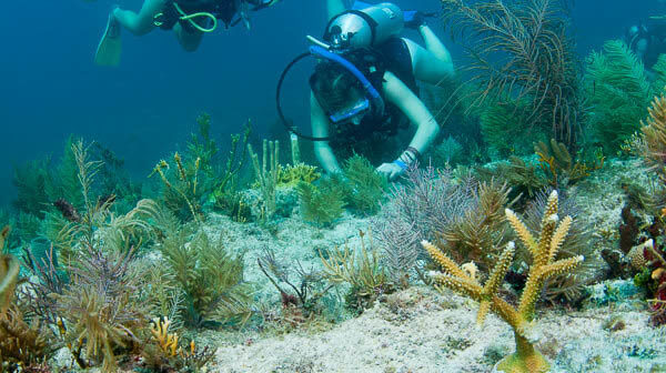 A newly planted coral fragment in place on the reef