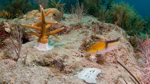 A yellowhead wrasse checks out its new neighbor on the reef