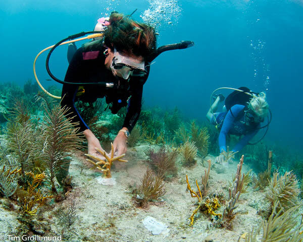 Divers plant the corals in close proximity so they will grow together as they mature