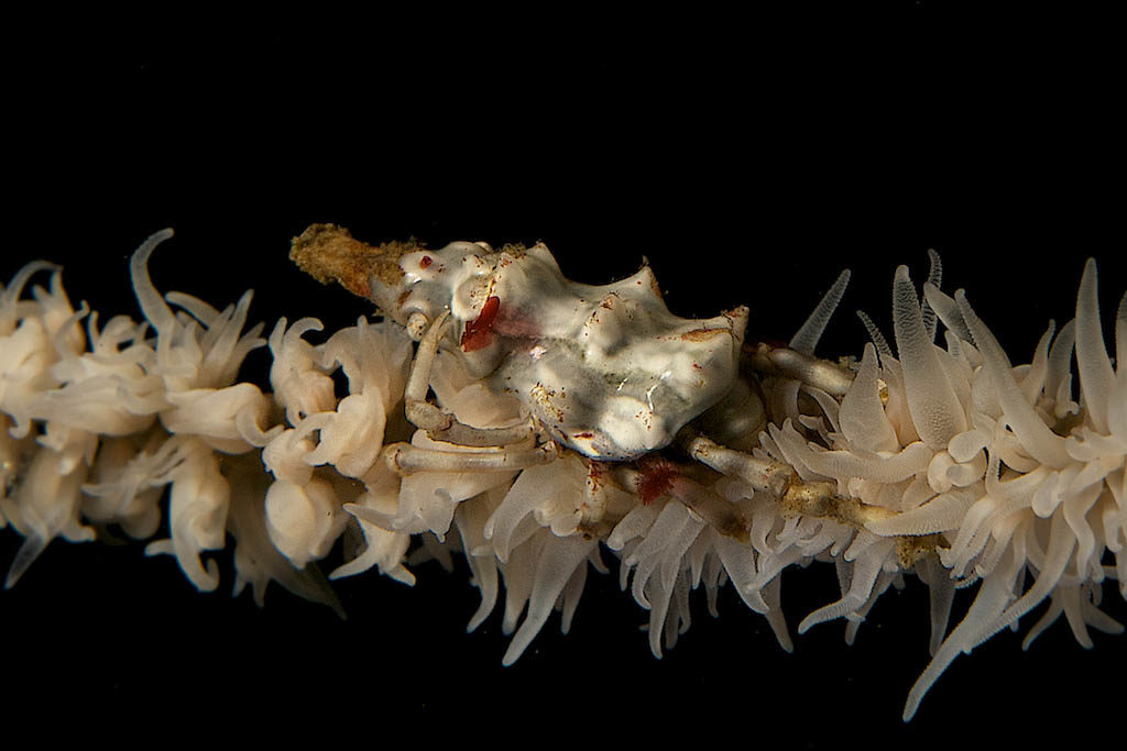 A Xeno Crab on Whip coral. Using the small aperture prevents ambient light from affecting the exposure, creating the black background. © Steve Rosenberg