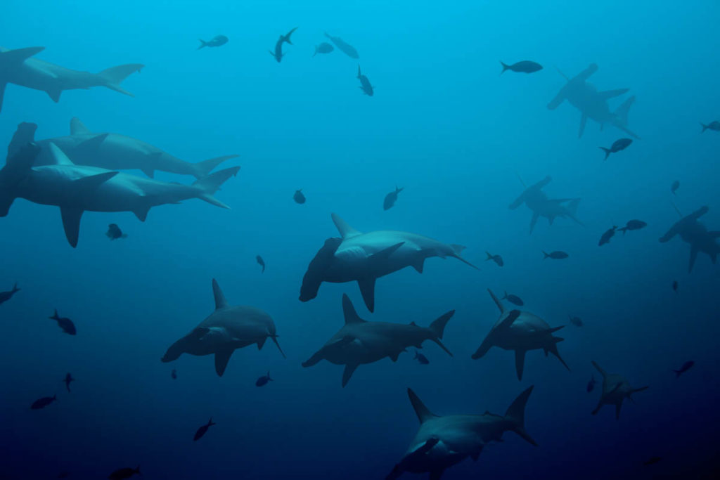 Large school of hammerhead sharks in the deep blue Pacific ocean waters