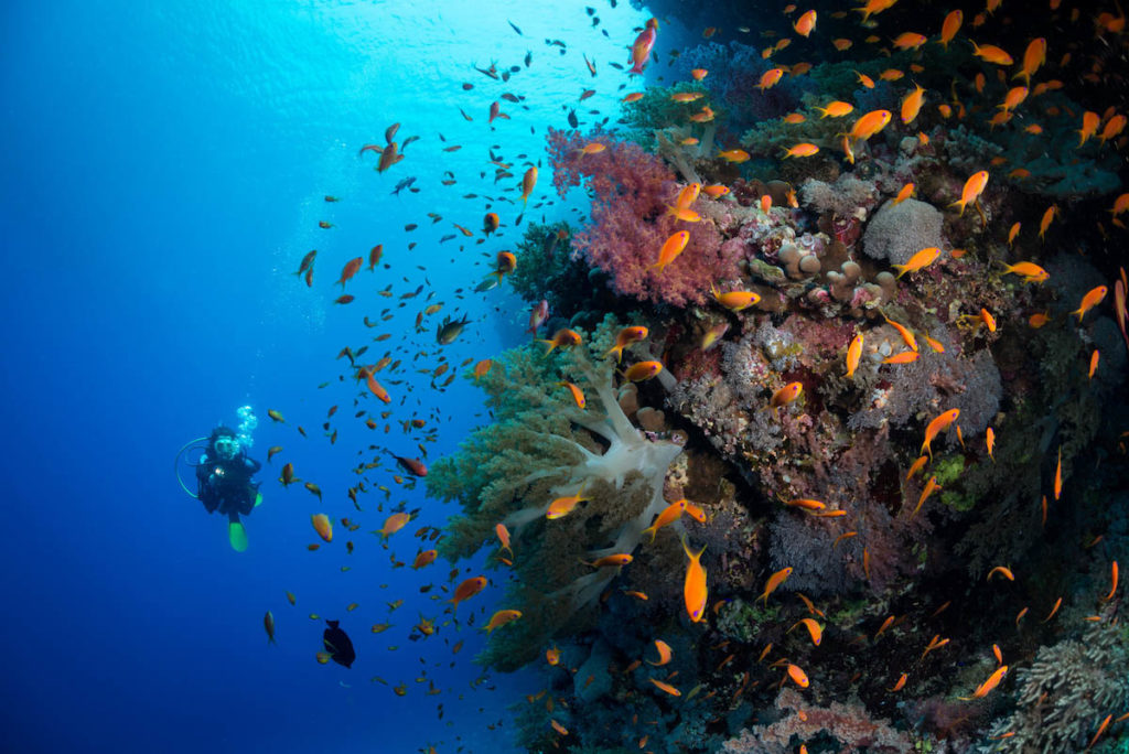Diving the wall, Red Sea, Egyp