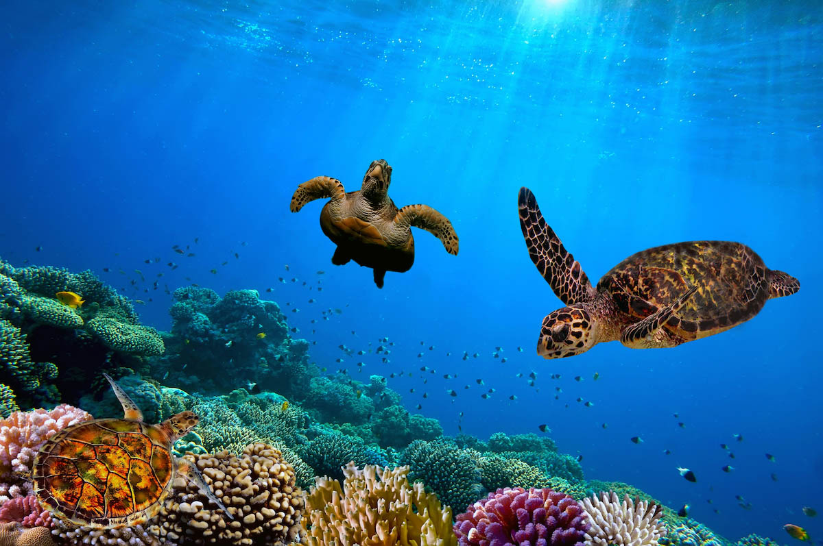 Six of the seven species of sea turtle can be seen at the Great Barrier Ree...