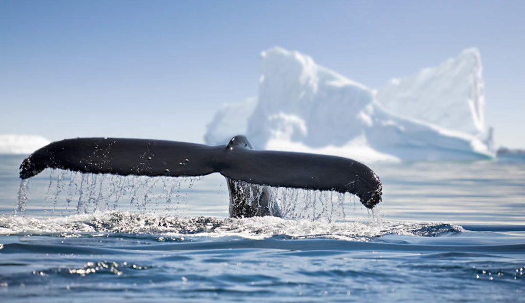 Alaska. Humpback whale breaching jumping.
