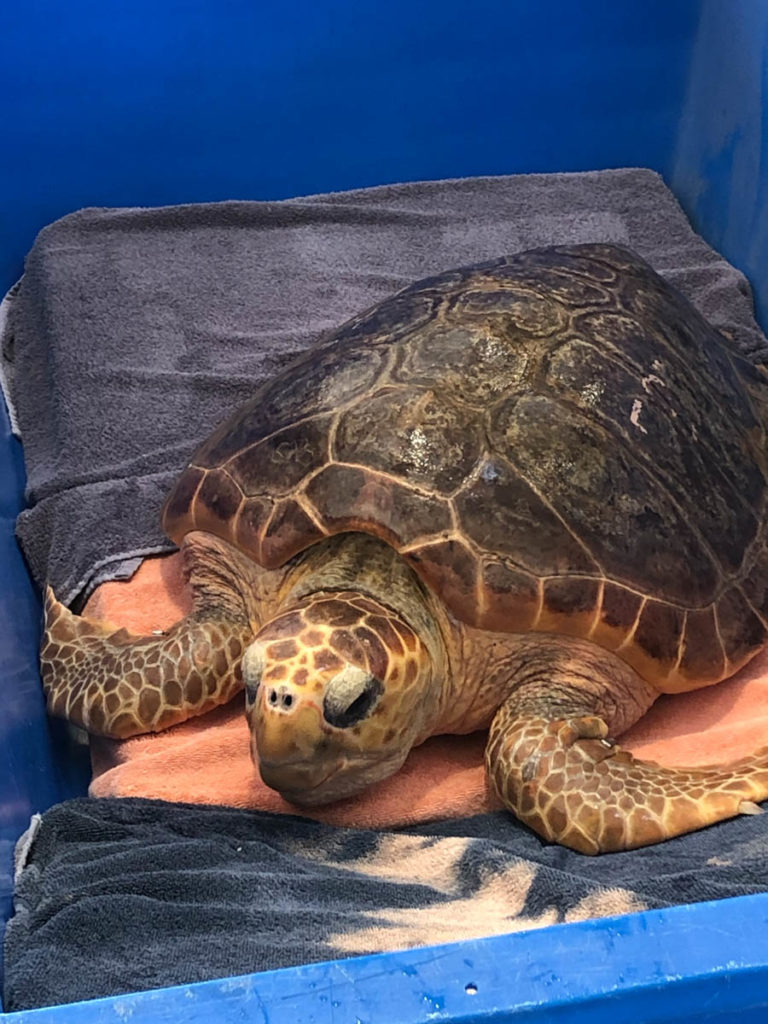 Loggerhead Turtle Release