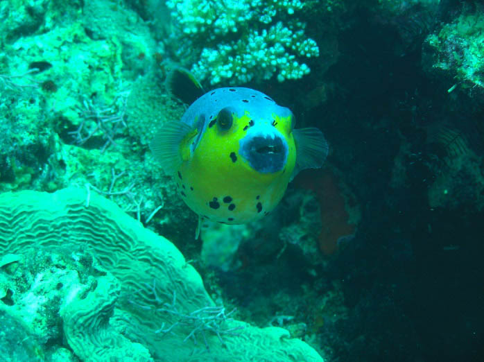 A puffer fish spotted swimming near coral beds