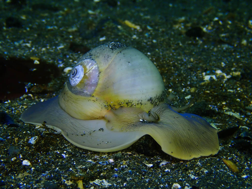 Scuba Diving Ship Cove Newfoundland