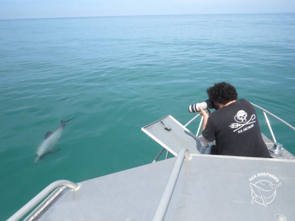 Sea Shepherd Māui Dolphins