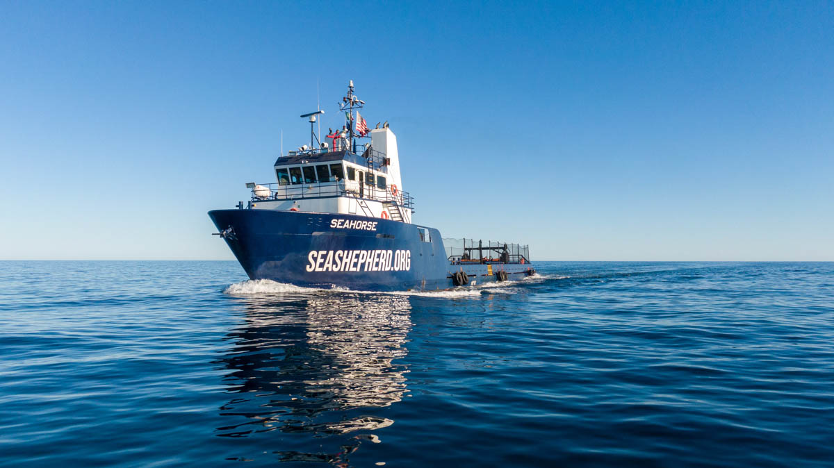 Sea Shepherd Adds New Ship to Operation Milagro - The Scuba News