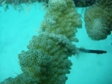 Coral Bleaching - Patrizia Stipchich