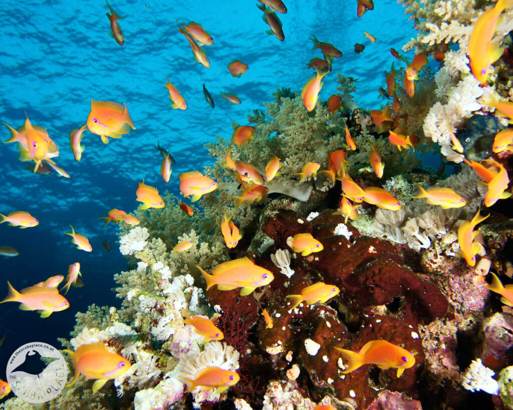 Deep South Red Sea - The Scuba Place