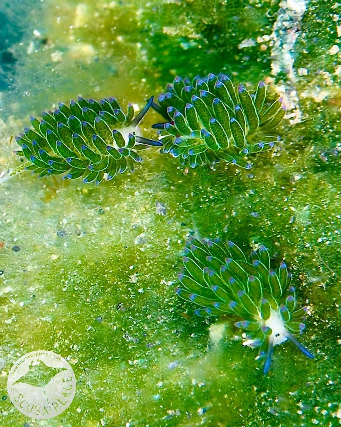 Part 1 - Lembeh Trip Report - The Scuba Place