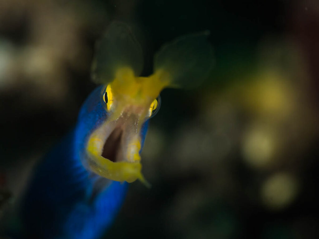 Puerto Galera Photo Workshop - The Scuba Place