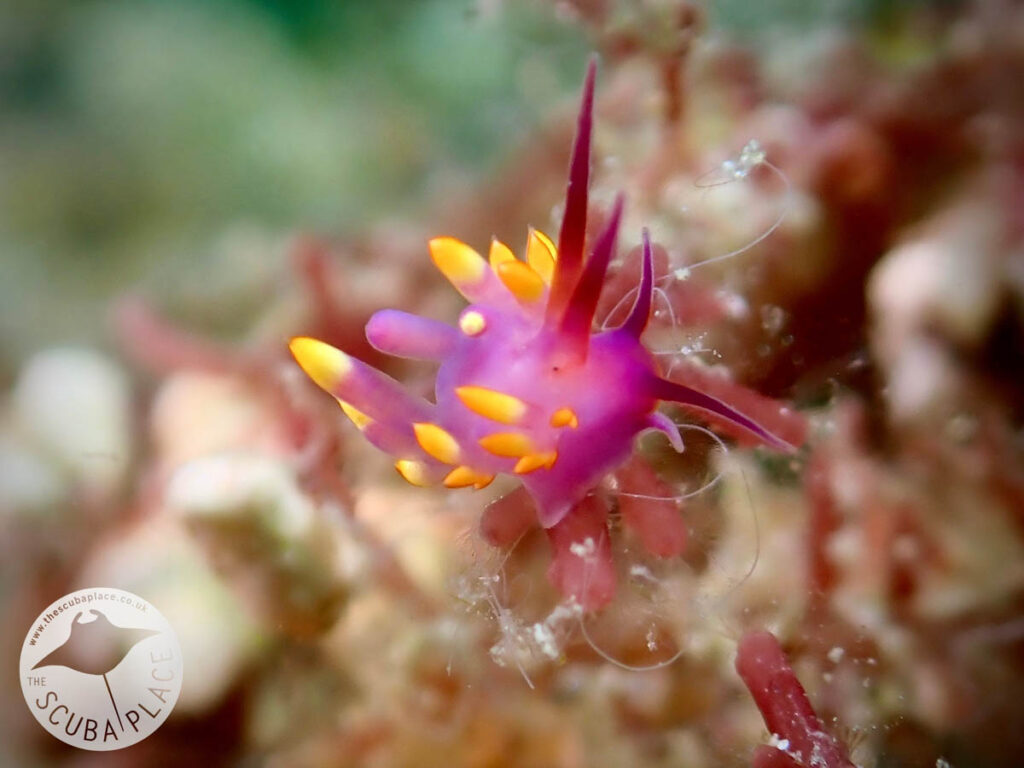 Scandi Divers - The Scuba Place