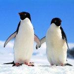 Penguins at The Scuba News