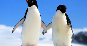 Penguins at The Scuba News
