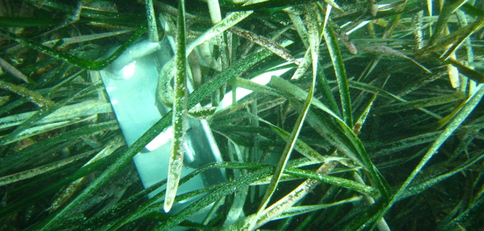 Anchor damaging Posidonia beds