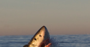 Great White Breaching The Surface