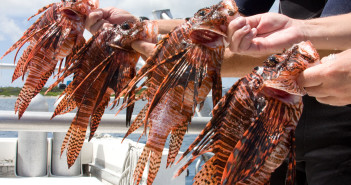 Taming the Lionfish: Cayman Fights Back Against the Invaders Lionfish Group