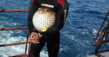 Ban these guides from the Red Sea – Shameful practices! Disgusting Dive Guide Images