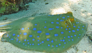 Blue Spotted Ray