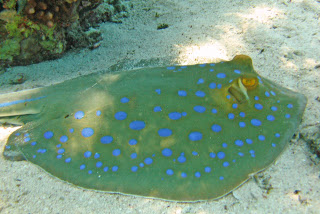 Blue Spotted Ray