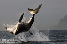 Great White Breaching for Decoy