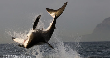 Great White Breaching for Decoy