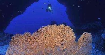 Our top ten technical diving sites in the Red Sea Elphinstone Archway at Marsa Alam