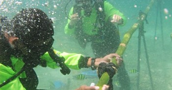 Sea walking vessel banned after destroying 300sqm of coral Sea Walking