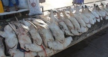 Disturbing Shark Photo from UAE