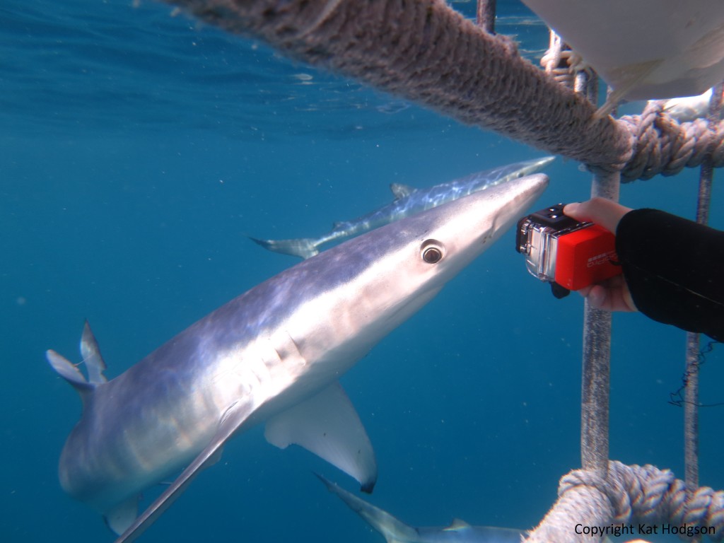 Blue Shark Investigating The Cage