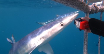 Blue Shark Investigating The Cage