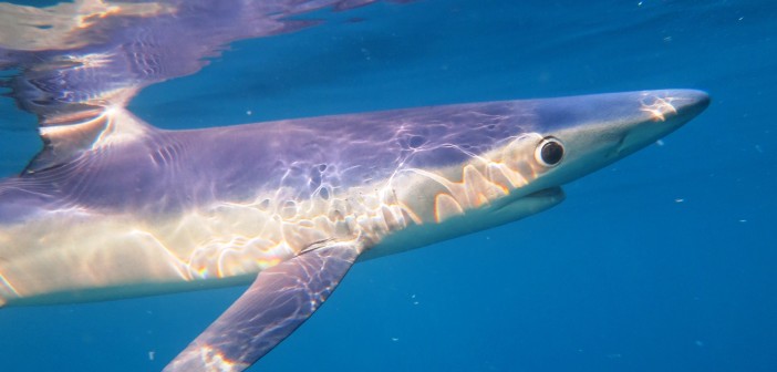 Blue Shark Close Up