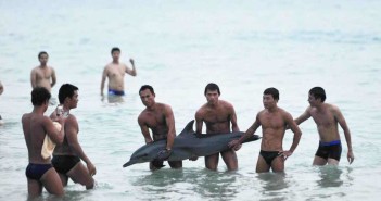 Disgusting Behaviour Towards Defenseless Dolphin Disgusting Dolphin Picture