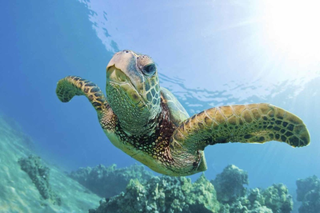 Sea Turtle