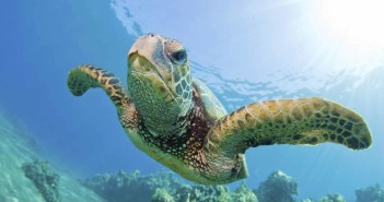 Sea Turtle