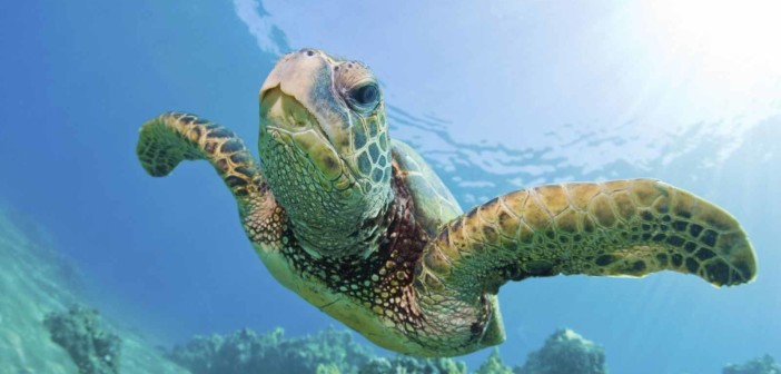 Sea Turtle