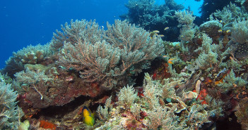We now have 2 brand new online scuba communities