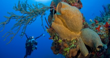 Focus Underwater at The Scuba News