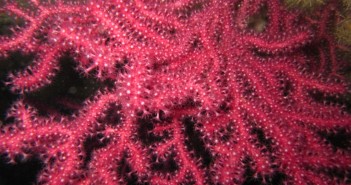 Gorgonian coral